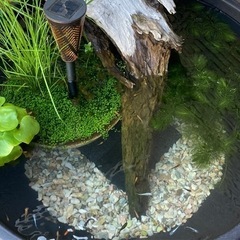 メダカの飼育に水草3点セット