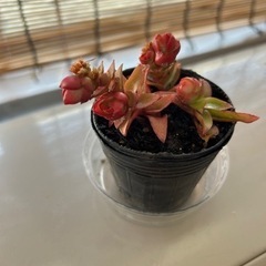 多肉植物　火祭り