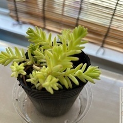 多肉植物　セダムの画像