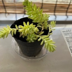 多肉植物　セダム