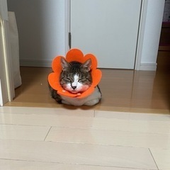 ぽん太くん※費用はいただきません - 猫