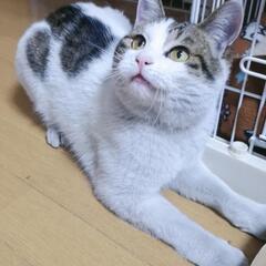 【里親さま決定】人が大好き！甘えんボーイ