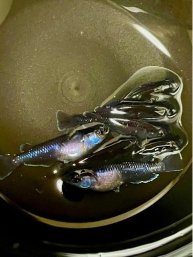 1セットで終了します‼️琉めだか⭐️無限めだか様血統?センチュリー1ペア⭐️⭐️