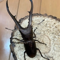 メタリフェルホソアカクワガタ　幼虫３匹セット