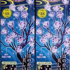 ほのかに灯る 美しい桜のライト 満開 夜桜の灯 風雅