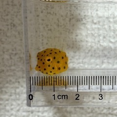 沖縄県産 ミナミハコフグ 2cm
