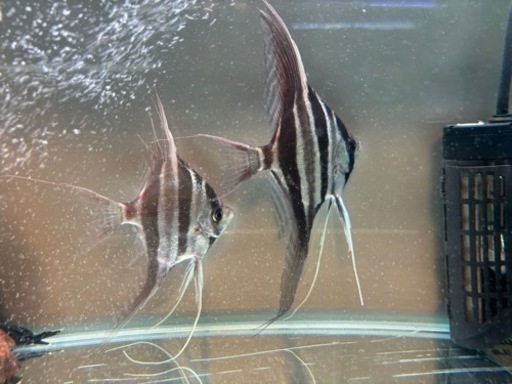 アルタムエンゼル　コロンビア　2匹