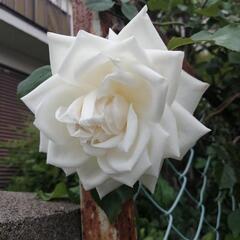 認知症の予防対策、楽しんでいろんな事をやりませんか？人とは競わない！自分のペースで！今から自分達が介護される時を考えましょう！ − 東京都