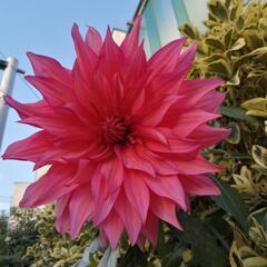 認知症の予防対策、楽しんでいろんな事をやりませんか？人とは競わない！自分のペースで！今から自分達が介護される時を考えましょう！ - メンバー募集