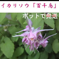 7【ポット苗】百千鳥 苗 9cmロングポット　山野草（SOLD ...