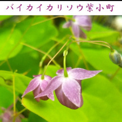 【開花中・ポット苗】バイカイカリソウ　紫小町 苗 9cmロングポ...