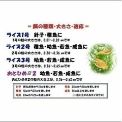 メダカ　エサ ライズ2号 成魚〜幼魚　高栄養の定番の画像