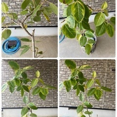 観葉植物　フィカス　アルテシマ　ゴムの木の画像
