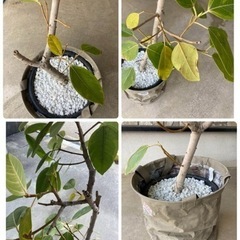 観葉植物　フィカス　アルテシマ　ゴムの木の画像