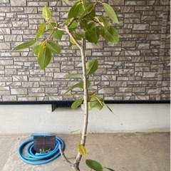 観葉植物　フィカス　アルテシマ　ゴムの木の画像