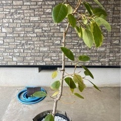 観葉植物　フィカス　アルテシマ　ゴムの木の画像