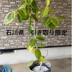 観葉植物　フィカス　アルテシマ　ゴムの木