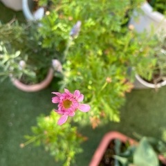 マーガレットの画像