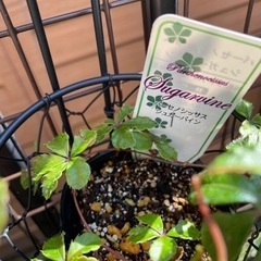 シュガーパインの画像