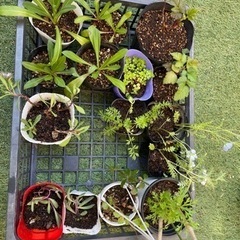 ルビーネックレスの画像