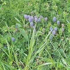 花の植え替え