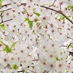 4/13(土) 15:00〜浅草で、お茶しませんか。 - 友達