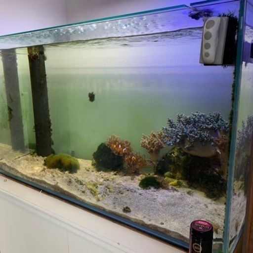 海水魚飼育セット　全て一式です。　生体も含みます。