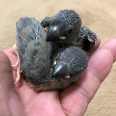 文鳥雛