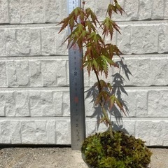 もみじ25センチの画像