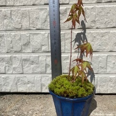 もみじ28センチの画像