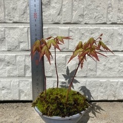 もみじ15センチの画像