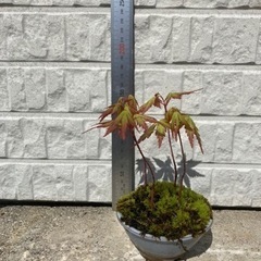 もみじ15センチの画像