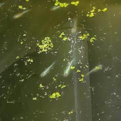 極龍&カブキメダカ若魚10+a21日(日)までの画像