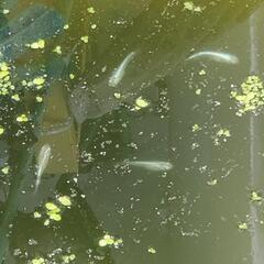 極龍&カブキメダカ若魚10+a21日(日)までの画像