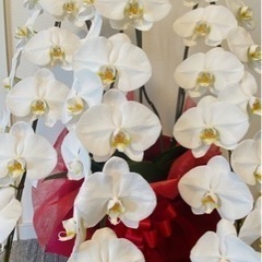 胡蝶蘭4鉢の画像