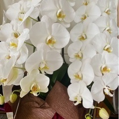 胡蝶蘭4鉢の画像