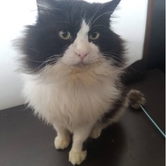 長毛の男の子　ノルウェージャン系
