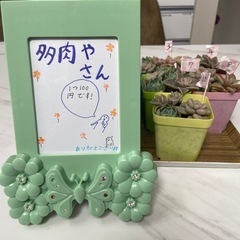 予約完売しました！多肉やさん