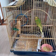 インコ