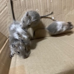 【受付締切】デグー4匹　生後1ヶ月