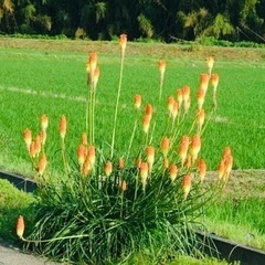 トリトマの苗①（クニフォフィア）の画像