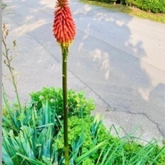 トリトマの苗①（クニフォフィア）の画像