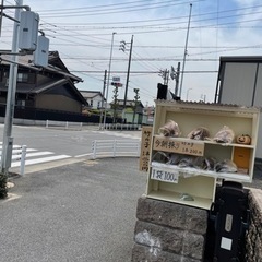 採りたて竹の子の画像