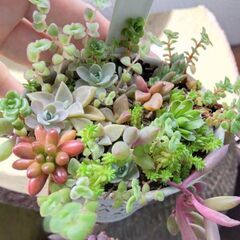 多肉植物　ブリキ鉢付き！そのまま飾れる多肉植物植物　寄せ植え