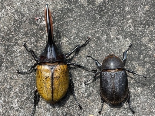 ゴールドヘッド　D.H.オキシデンタリス　♂♀ペア