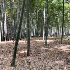 京都 長岡京産 筍 朝掘りの画像