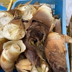 京都 長岡京産 筍 朝掘りの画像