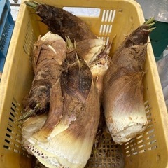 京都 長岡京産 筍 朝掘りの画像