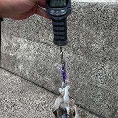 エギング行ける方 − 熊本県