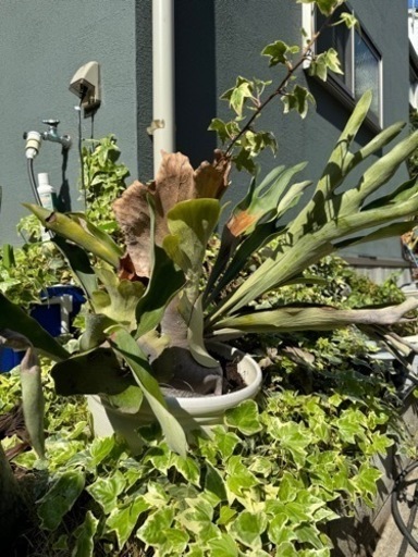 生活雑貨 家庭用品 ガーデニング